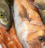 日本各地からの鮮魚